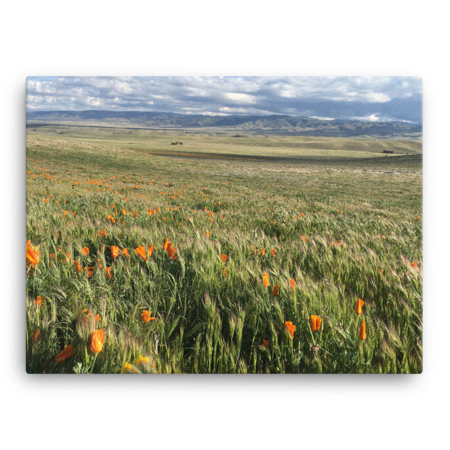 California Spring print on canvas - Collection