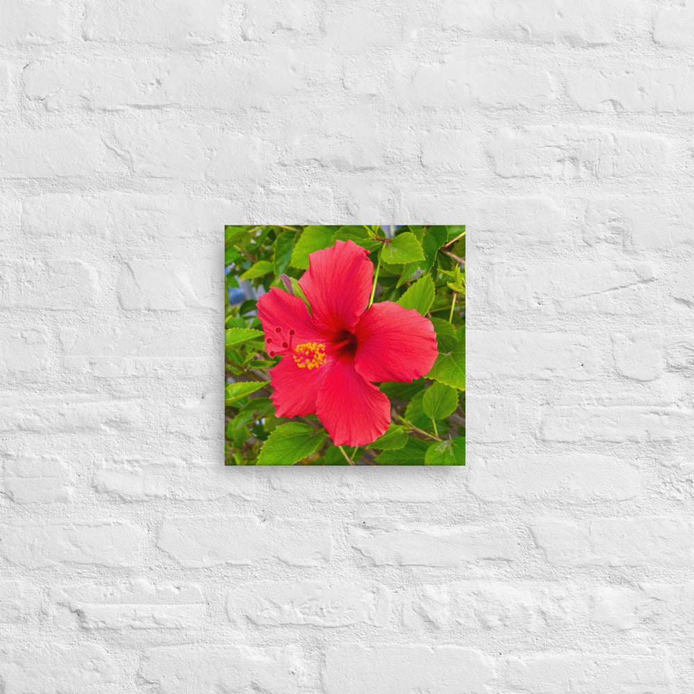 Irresistible - flower gift canvas