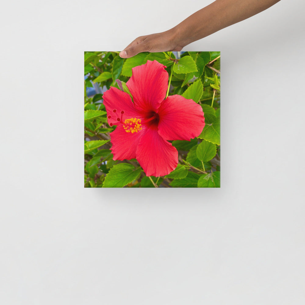 Irresistible - flower gift canvas