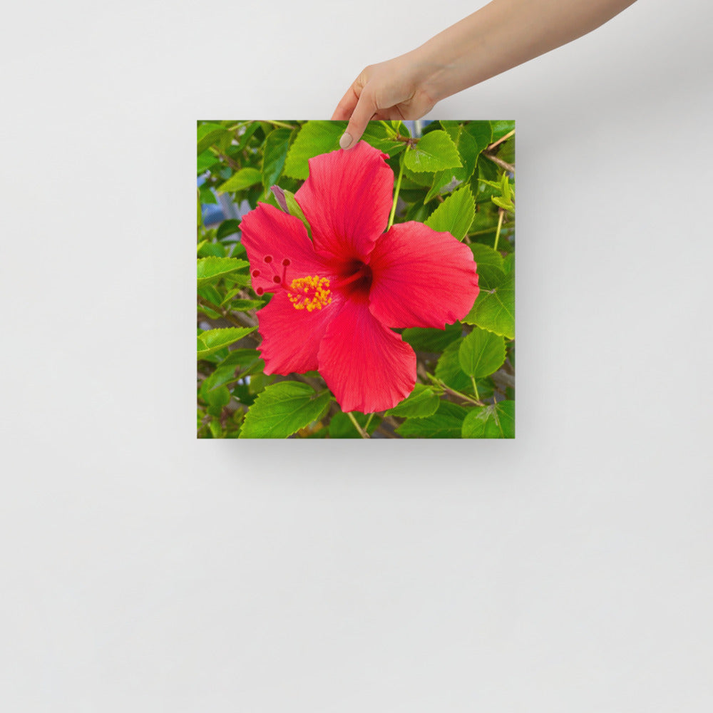 Irresistible - flower gift canvas