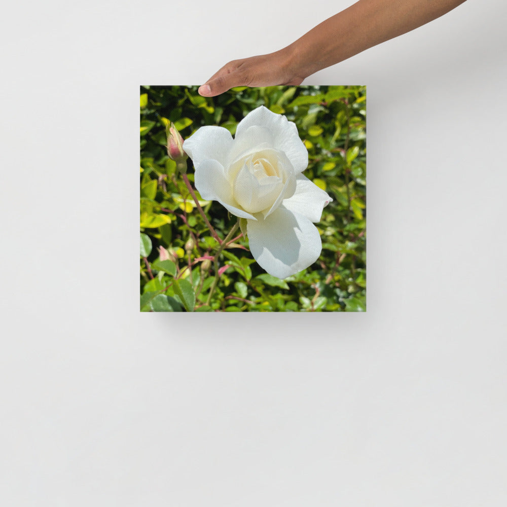 Beautiful - flower gift canvas