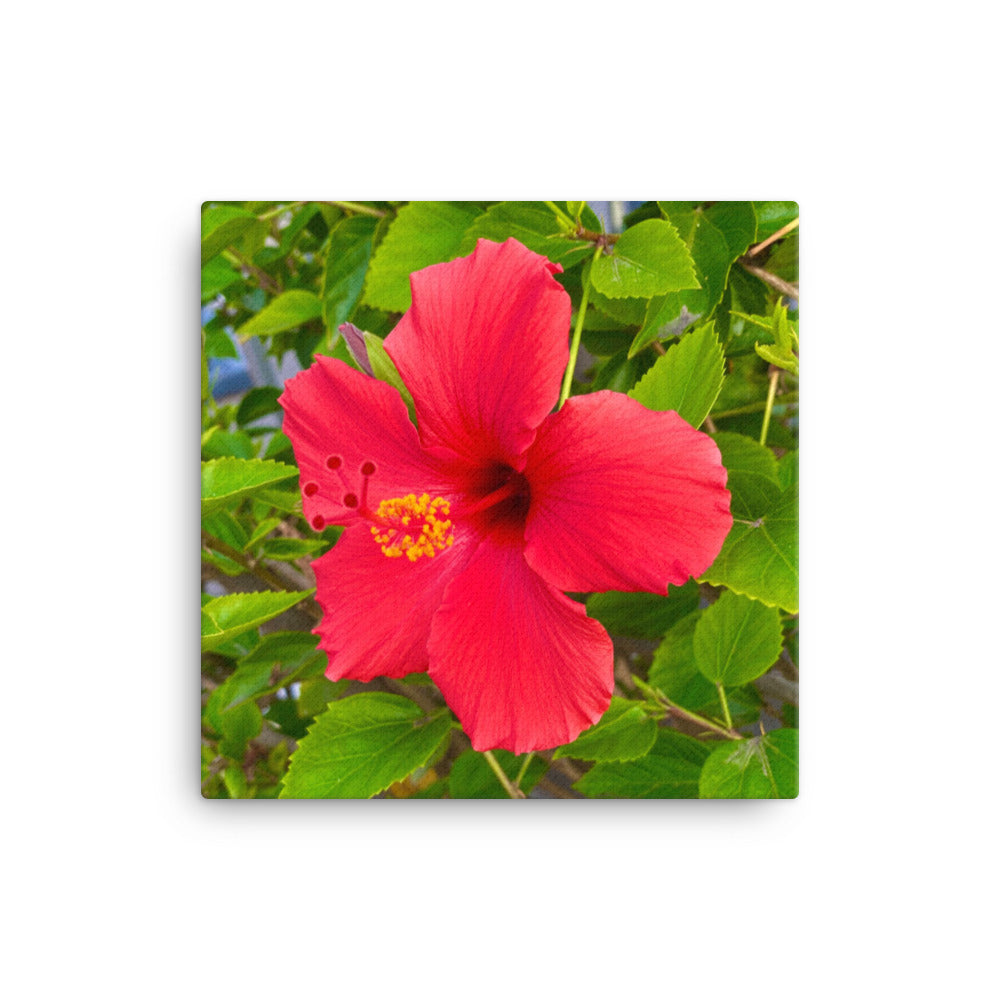 Irresistible - flower gift canvas