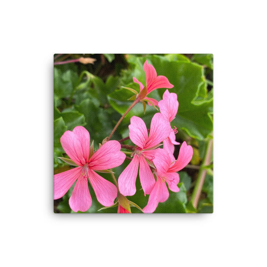 Appealing - flower gift canvas