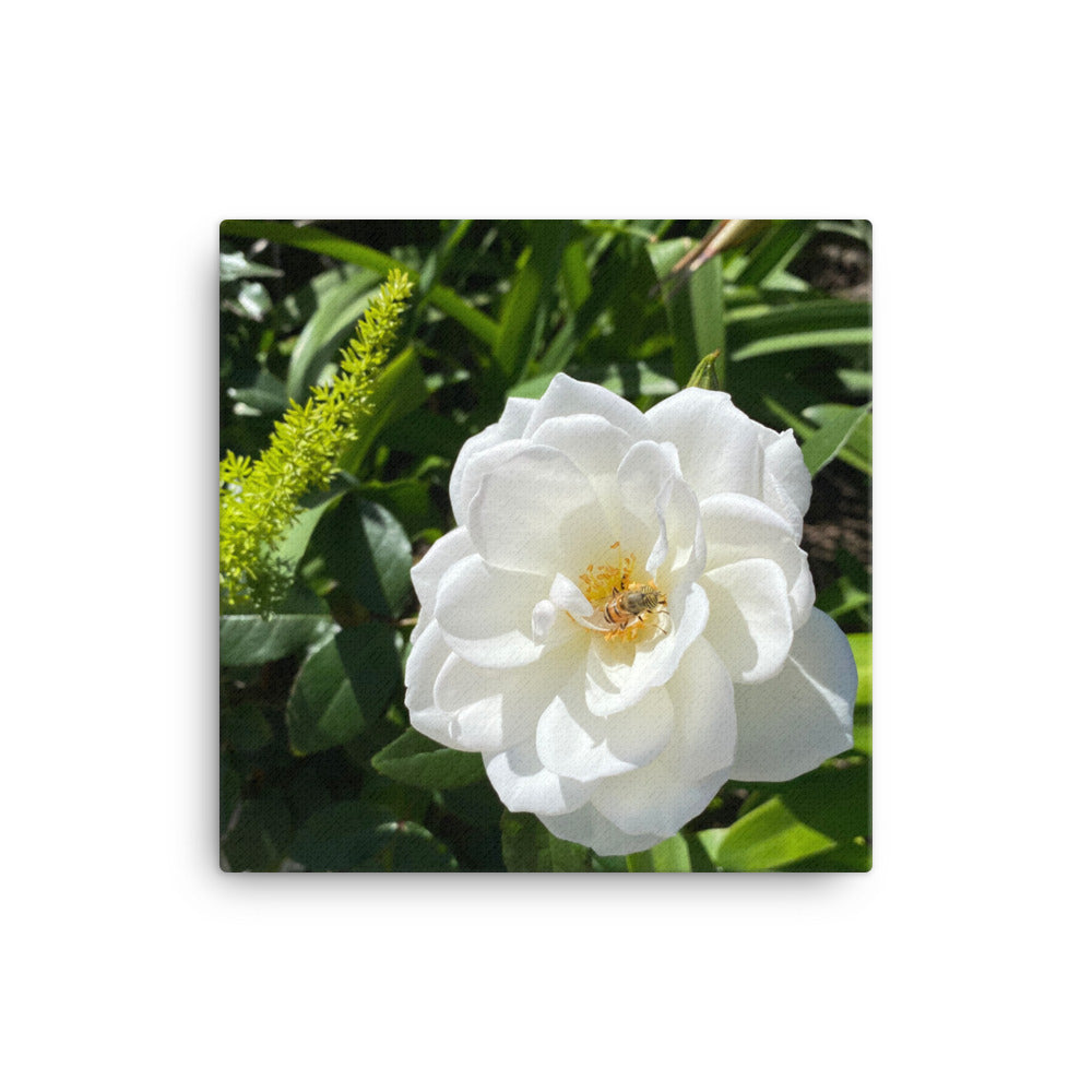 Magnificent - flower gift canvas