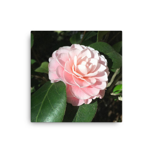 Gorgeous - flower gift canvas