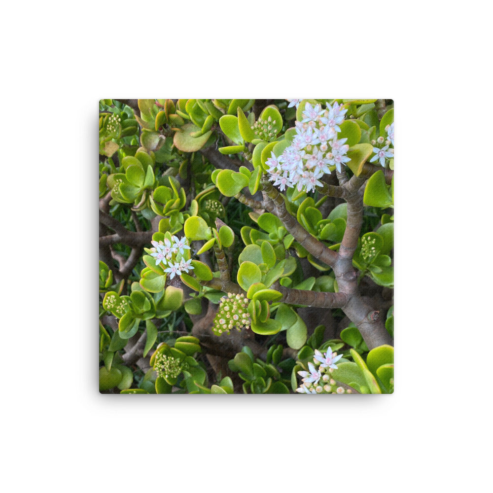 Bewitching - flower gift canvas